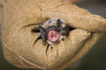 An open-jawed bat in a leather glove.
