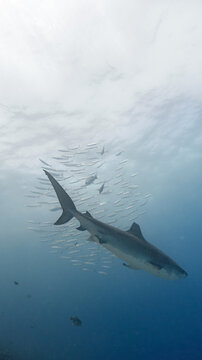 shark