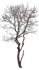 A bare tree in the winter, its branches reaching towards the sky.
