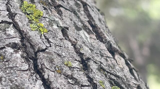 Background. Ants crawl along a trunk with lichen
