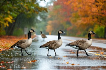 Obraz premium Geese Walking on a Rainy Autumn Road Surrounded by Colorful Foliage - Scenic Wildlife Photography for Nature Lovers and Outdoor Enthusiasts