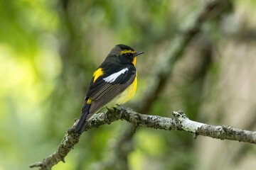 枝にとまるキビタキの雄