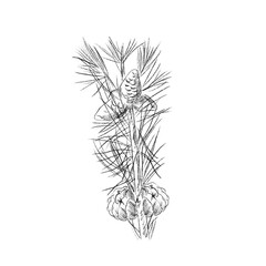 Pine cones in vintage pencil sketch of branch - hand drawn illustration isolated, on transparent png background