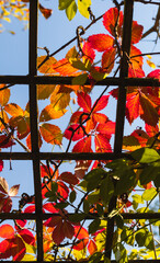 autumn leaves background