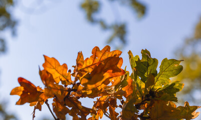 autumn leaves against blue sky