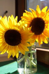 sunflower in a glass vase