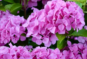 pink flowers hydrangeas 