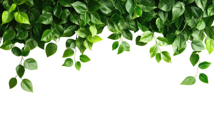 Obraz premium A fresh green leaf isolated on white, showcasing nature's vibrant foliage and spring growth
