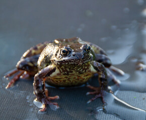 A detailed close-up of a frog sitting in a wet environment, showcasing its textured skin and natural habitat.