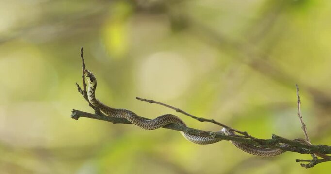 Juvenile aesculapian snake (Zamenis longissimus) slithering on a tree branch holding its upper body in a vertical position