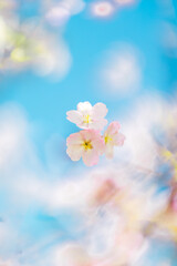 Cherry Blossoms
