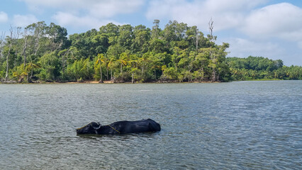 Búfafo nadando