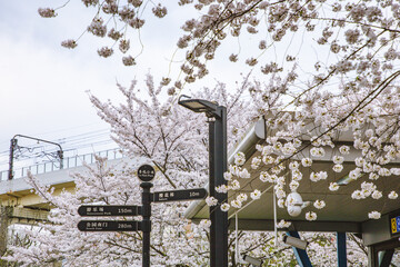 Hongkou District, Shanghai - Cityscape with cherry blossoms in full bloom in spring