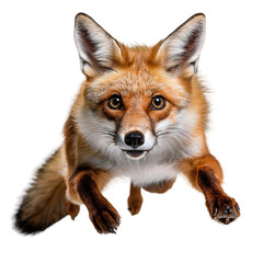 Fototapeta premium A red fox jumps towards the camera.