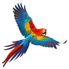 Obraz premium A Scarlet Macaw in flight