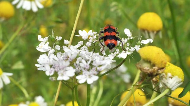 Bee beetle, bee bug, Trichodes apiaries L. 
The larvae feed on bee bread, bee larvae and dead bees. They can be carriers of fungal diseases.
