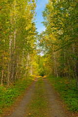 Fototapeta premium Quiet Road Heading Into the Forest