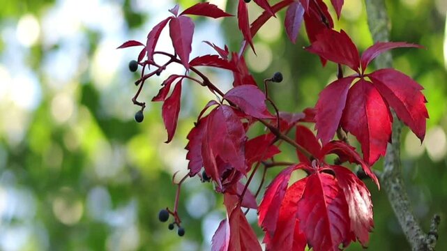 beautiful branch of a maiden vine, red leaves and dark berries blowing in the wind, sprawling branches of a wild vine, thicket with wine-red leaves and black berries