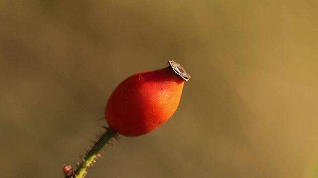 Rosehip in the evening sunlight, fruit of the rosehip in the evening sun, ripe rosehip in autumn, red autumn colors in nature, autumn colors, beautiful Rosa canina