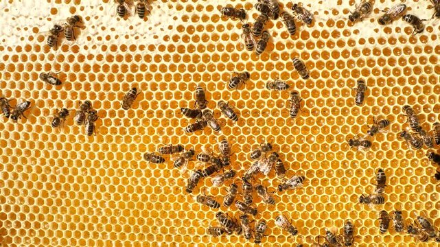 Summer activities of bees inside the hive.
Bees create wax honeycombs and convert nectar into honey.
