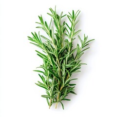 Fototapeta premium Single rosemary sprig displayed against a white background.