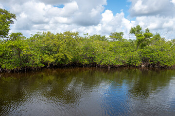 Fototapeta premium The mangroves of Fullerton Island in Jupiter, Florida, USA