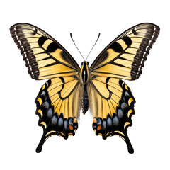 Closeup of a yellow butterfly