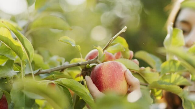 Close up shot of young female gardener picking fresh ripe apple from tree in garden, autumn harvesting concept