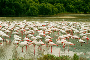 group of Greater flamingo is the most widespread and largest species of the flamingo family. It is...