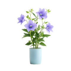 Fototapeta premium Purple Balloon Flower in Blue Pot