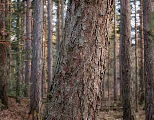 tree texture, highlighting details of tree bark, branches and leaves which give a natural and organic impression