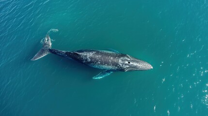 Gray whale swims in clear ocean waters off Baja California coast. Drone captures whale majestic movement in Mexico Pacific Ocean. Sunny day, large whale glides through water.