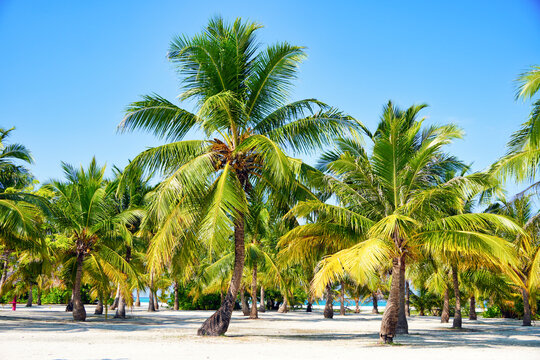 Paradiesische gr&uuml;ne Palmen an einem Sandstrand mit blauem Meer und blauem Himmel im Hintergrund