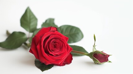 Naklejka premium Close-up of beautiful red rose flower on white background. Delicate petals, stem of rose are in focus, while background remains blurred. Rose appears fresh, fragrant, with slight sheen to its surface.