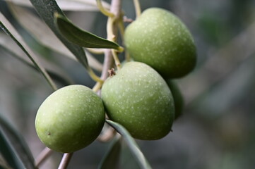 Green olives growing on tree branch in sunlight