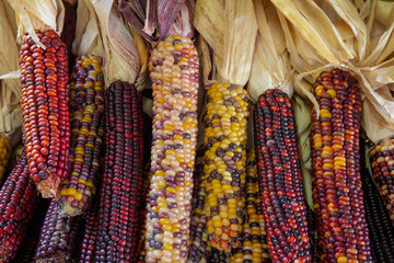Closeup of colorful Indian corn - also known as Flint corn - for sale at a local farmer's market.
