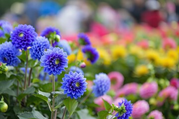 Obraz premium Blue dahlias in full bloom at Hong Kong flower show in Victoria park. Selective focus shot of vibrant blue flowers in a rich garden setting. Beautiful blooms in a stunning floral arrangement.