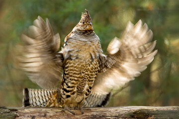 Ruffed Grouse, male, drumming, Bonasa umbellus, wild, in Minnesota