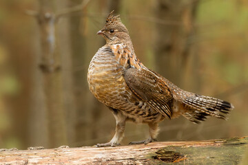Ruffed Grouse, Bonasa umbellus, wild, Minnesota, , 