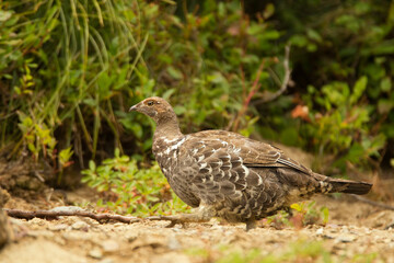 Obraz premium Dusky, Sooty Grouse, Dendragapus obscurus, fuliginosus, taken in Glacier National Park, in wild.