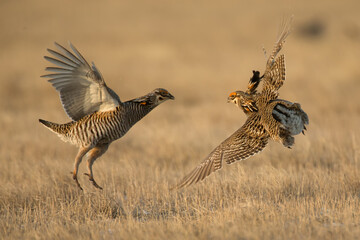 Greater Prairie Chicken, Tympanuchus cupido, Minnesota