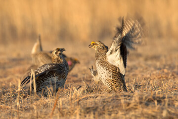 Sharp-tailed Grouse, Tympanuchus phasianellus, wild, Minnesota