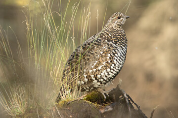Spruce Grouse,Falcipennis canadensis, taken in wild, in Denali National Park, Alaska, Agnieszka Bacal, Agnieszka Bacal Photography.