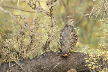 Spruce Grouse female, Canachites canadensis, taken in wild, in Denali National Park, Alaska.