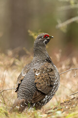 Spruce Grouse, Canachites, in wild, in Minnesota.
