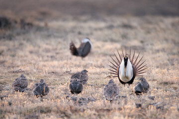 Greater Sage grouse, Centrocercus urophasianus, North America. 