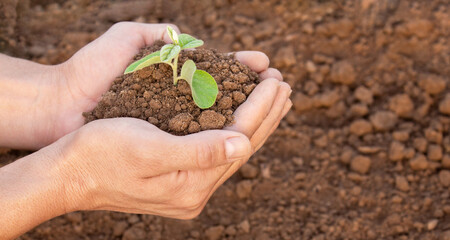 A man is holding a small plant in his hand. The plant is in the hands and surrounded by earth. The concept of environmental problems, the concept of environmental protection