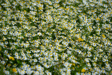Fototapeta premium Chamomile flower field. Field of chamomiles. Daisy wild flowers in summer day. Chamomile flowers field.