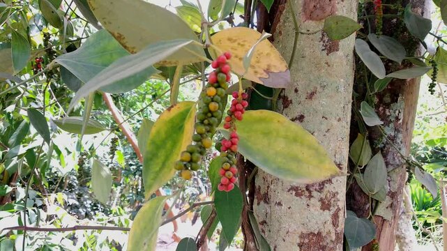 pepper (Piper nigrum) plant in Indonesia, known as lada, is one of Indonesia's main agricultural products
