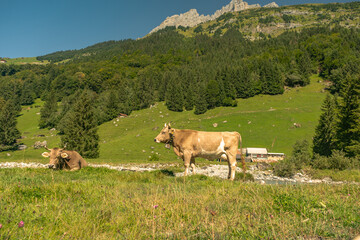 Cows in a mountain field. Cow at alps. Brown cow in front of mountain landscape. Cattle on a...